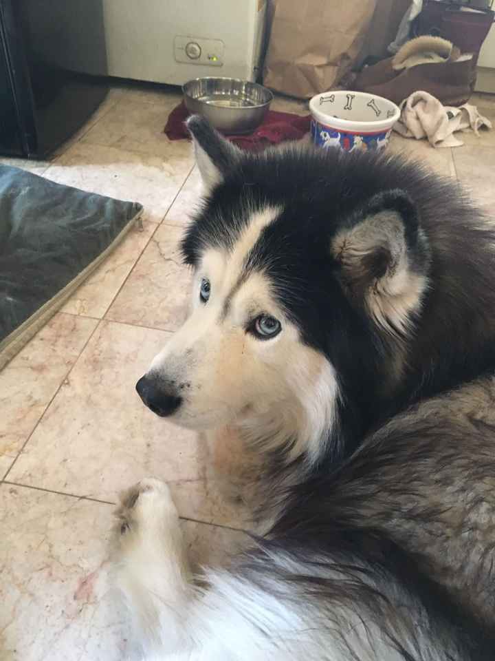 NWR: Losing our husky