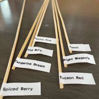 Sola Wood Color Test - 1