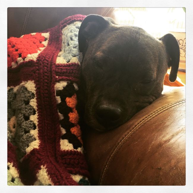 Let me see those fur babies!