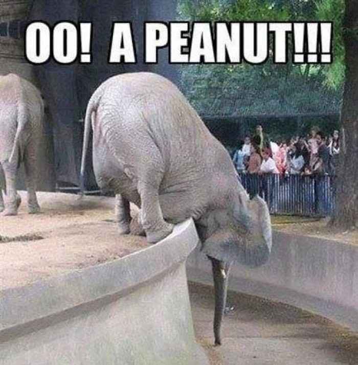 Tickled Tuesday