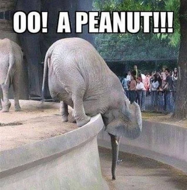 Tickled Tuesday