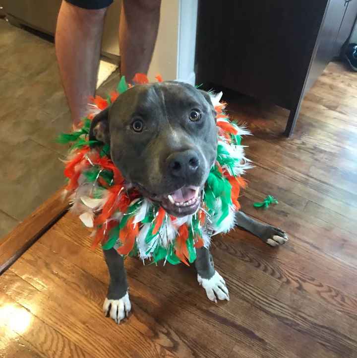 NWR- calling vet techs or veterinarians