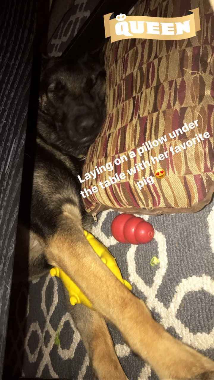 NWR: Silly pictures of your pets