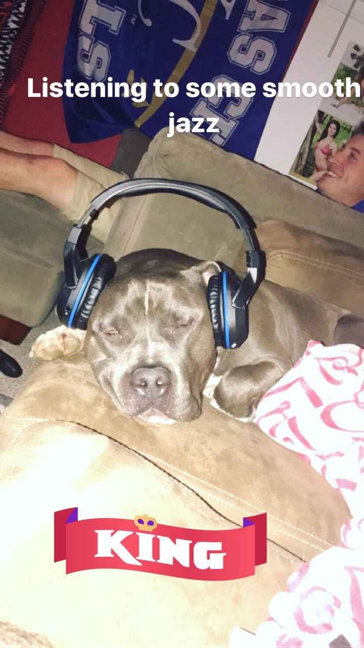 NWR: Silly pictures of your pets