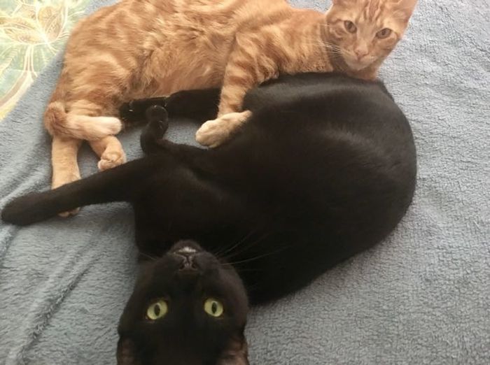 NWR: Show me your fur babies