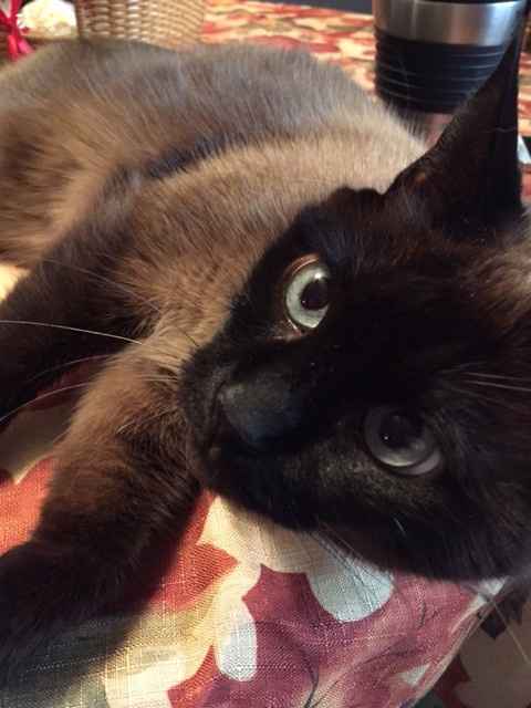 Spinoff - Cat wedding!