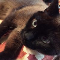 Spinoff - Cat wedding!