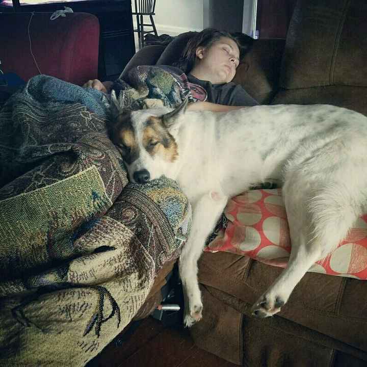 Who let the dogs out? (Introduction)