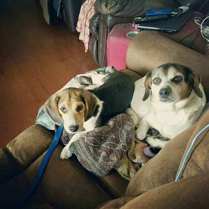 Who let the dogs out? (Introduction)