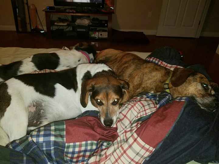 Who let the dogs out? (Introduction)