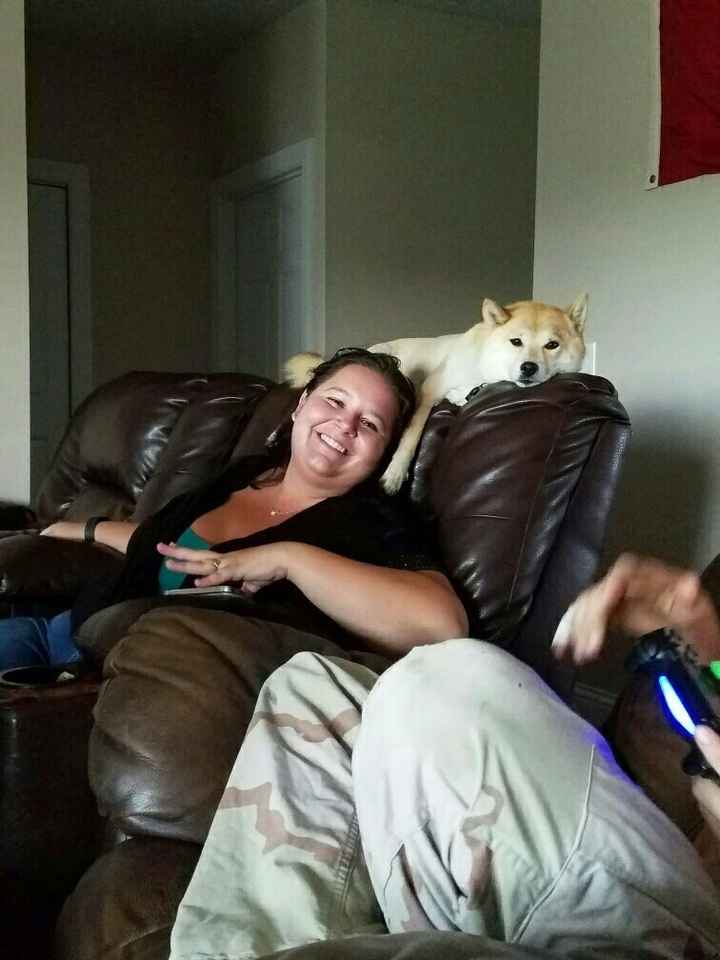 Who let the dogs out? (Introduction)