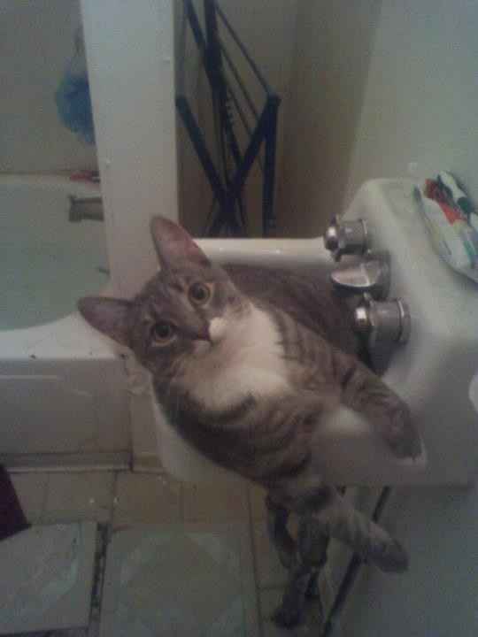 NWR: Lets See Your Fur Babies!