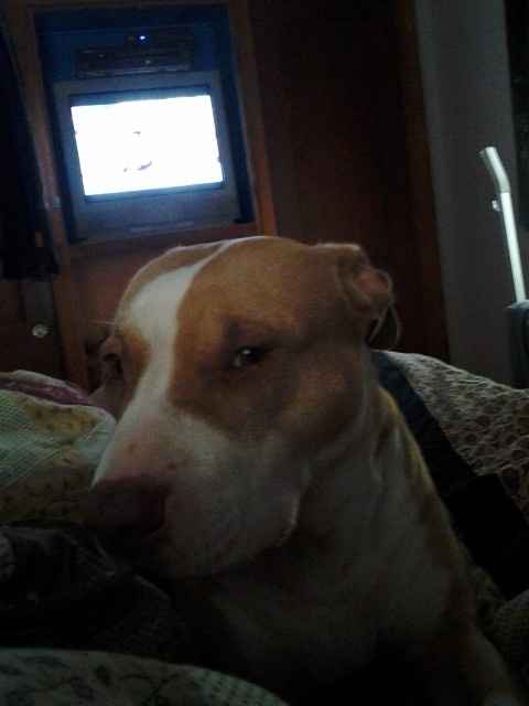 NWR: Lets See Your Fur Babies!
