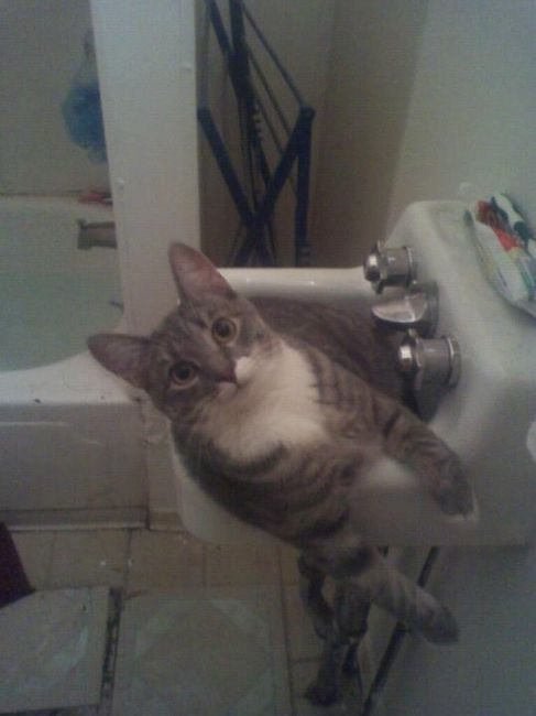 NWR: Lets See Your Fur Babies!