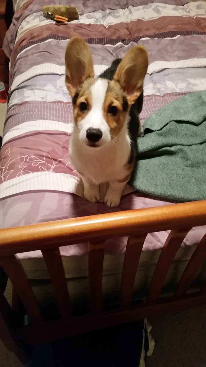 NWR: Pet Owners...Can we play a fun game? :D