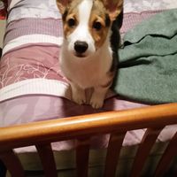 NWR: Pet Owners...Can we play a fun game? :D