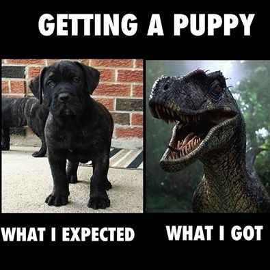 NWR: FINALLY GOT A PUPPY!!!