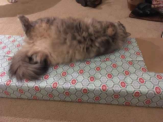 Positive thoughts and pictures of fluffy pets please