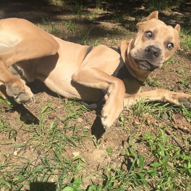 Nwr: my pup