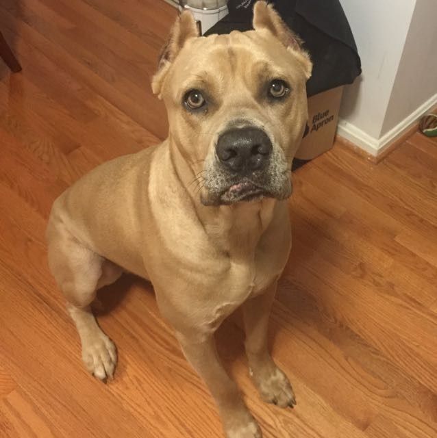 Nwr: my pup