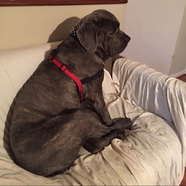 NWR: foster puppies