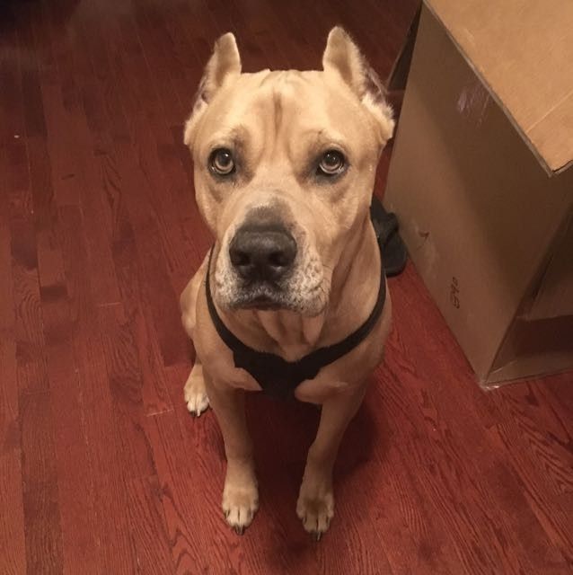Let me see those fur babies!