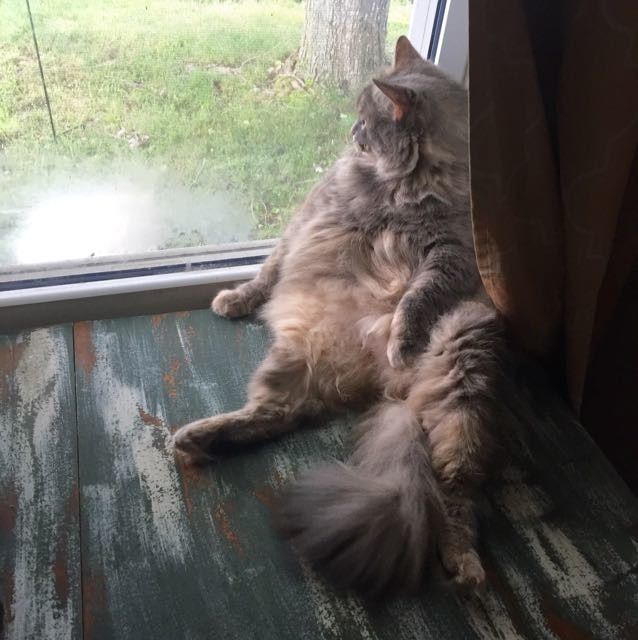 Nwr: strange cat behavior