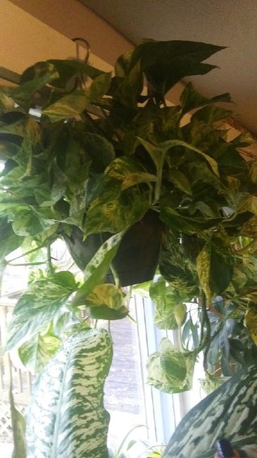 Bouquets, bouquets, bouquets! 4