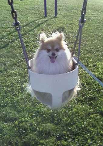 Lets see those puppies that we share with our FHs!