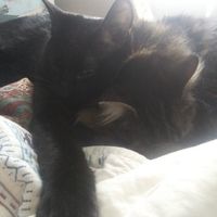 Show me your fur babies you and your SO have together! - 1