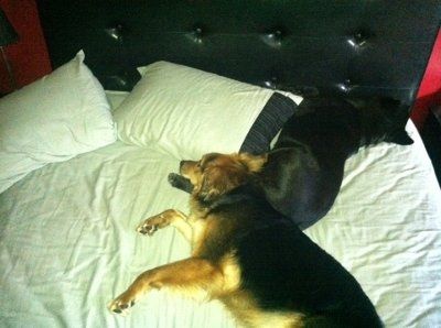 NWR - Furbabies :)