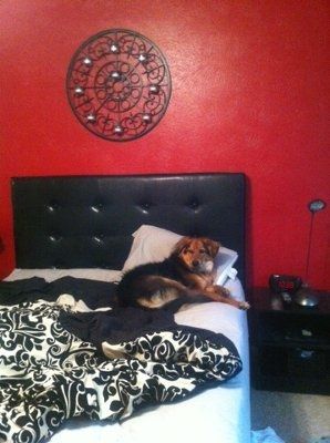 NWR - Furbabies :)