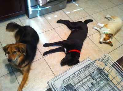NWR - Furbabies :)