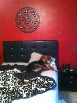 NWR - Furbabies :)
