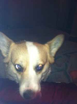 Furbabies!!! Lets show them off!