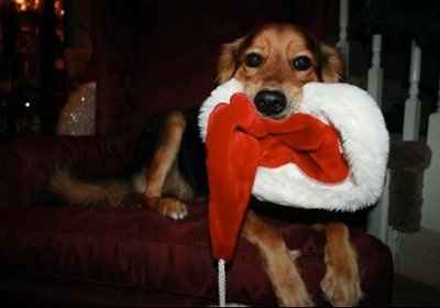 Furbabies!!! Lets show them off!