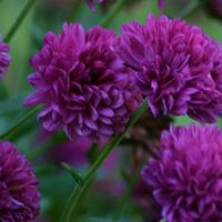 Chrysanthemum - 1