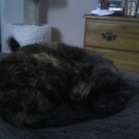 Since we are getting to know each other and everyone LOVES their fur babies!