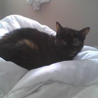 Since we are getting to know each other and everyone LOVES their fur babies!