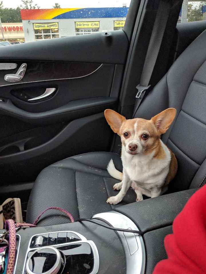 Pet owners! :-) Share your pets - 1