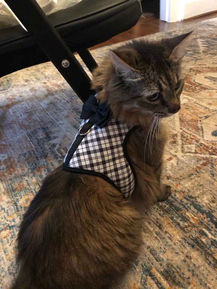 Puppy ring bearer - 1