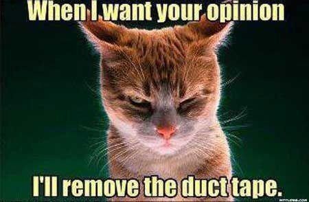 NWR:  cat meme time!