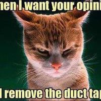 NWR:  cat meme time!