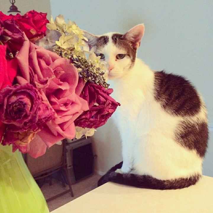 NWR: Our fur baby is going to the big dog park in the sky :(