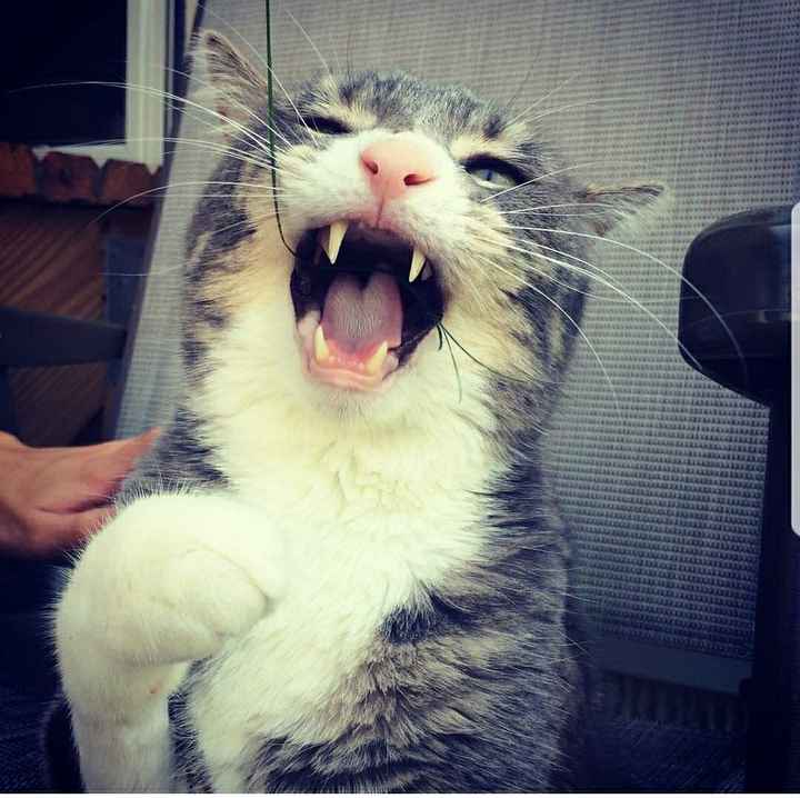 NWR: Silly pictures of your pets