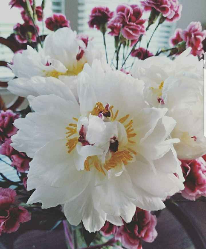 Poll: What's your favorite flower?