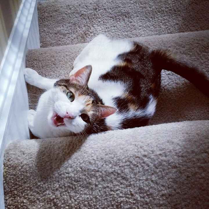 NWR:  Show me your fur babies!