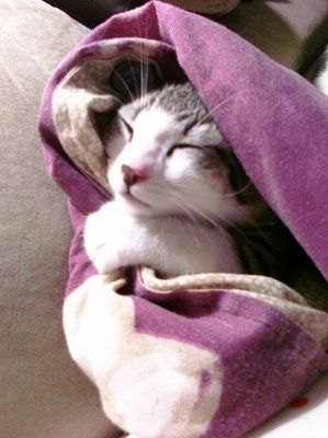 Show off your furbabies!
