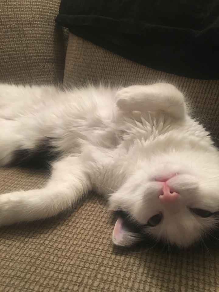 Brag Post - Pet Edition!