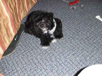 Show off your furbabies!